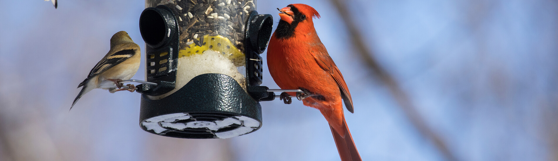 Backyard Birds At Feeder In Winter, Northern Cardinal , American