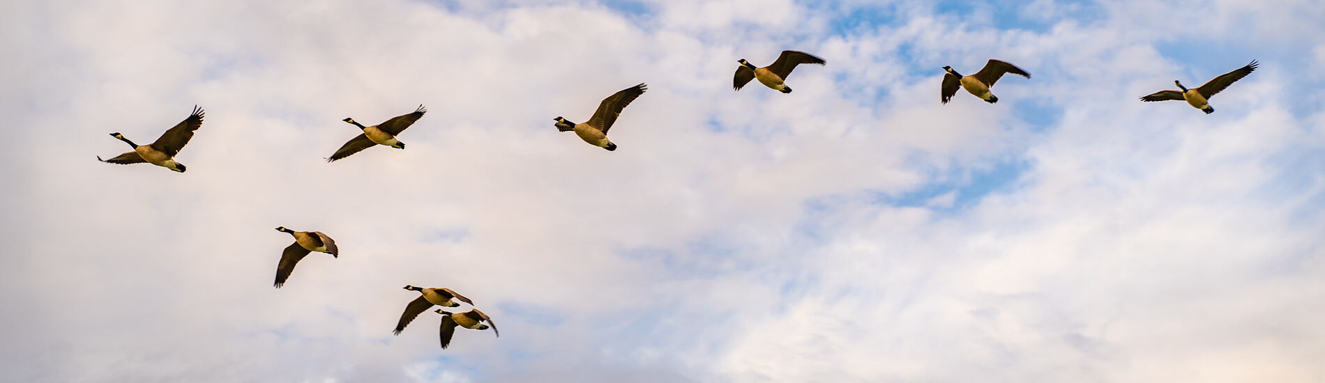 A Flock Of Canadian Geese Are Flying In The Sky With Clouds On T
