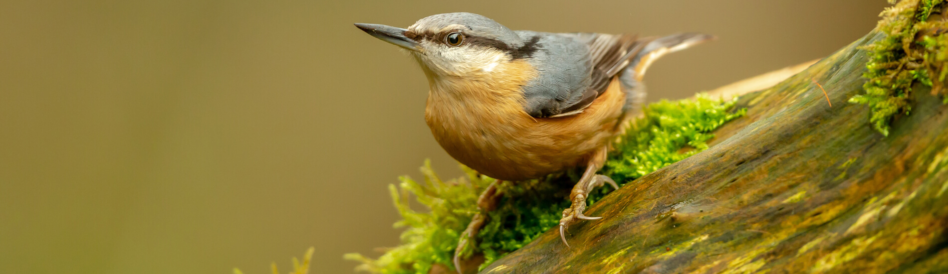 Nuthatch, Scientific Name: Sitta Europaea, In Natural Woodland H