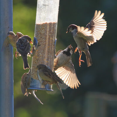 Group Of Sparrows Eating Seeds From Garden Bird Feeder On A Sunn